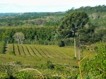 Plantacja ostrokrzewu, z którego produkuje się yerba mate.